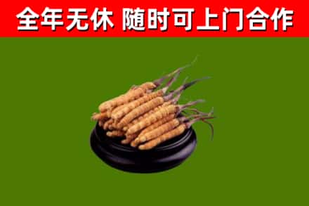 向阳回收散虫草